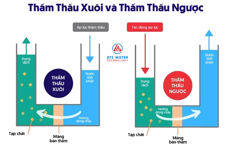 Nguyên lý của quá trình thẩm thấu xuôi (FO)