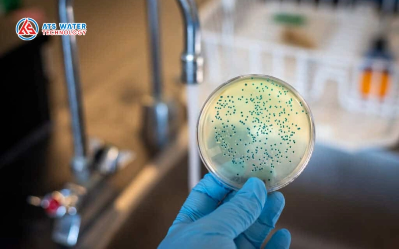 Phương pháp xác định coliform trong nước