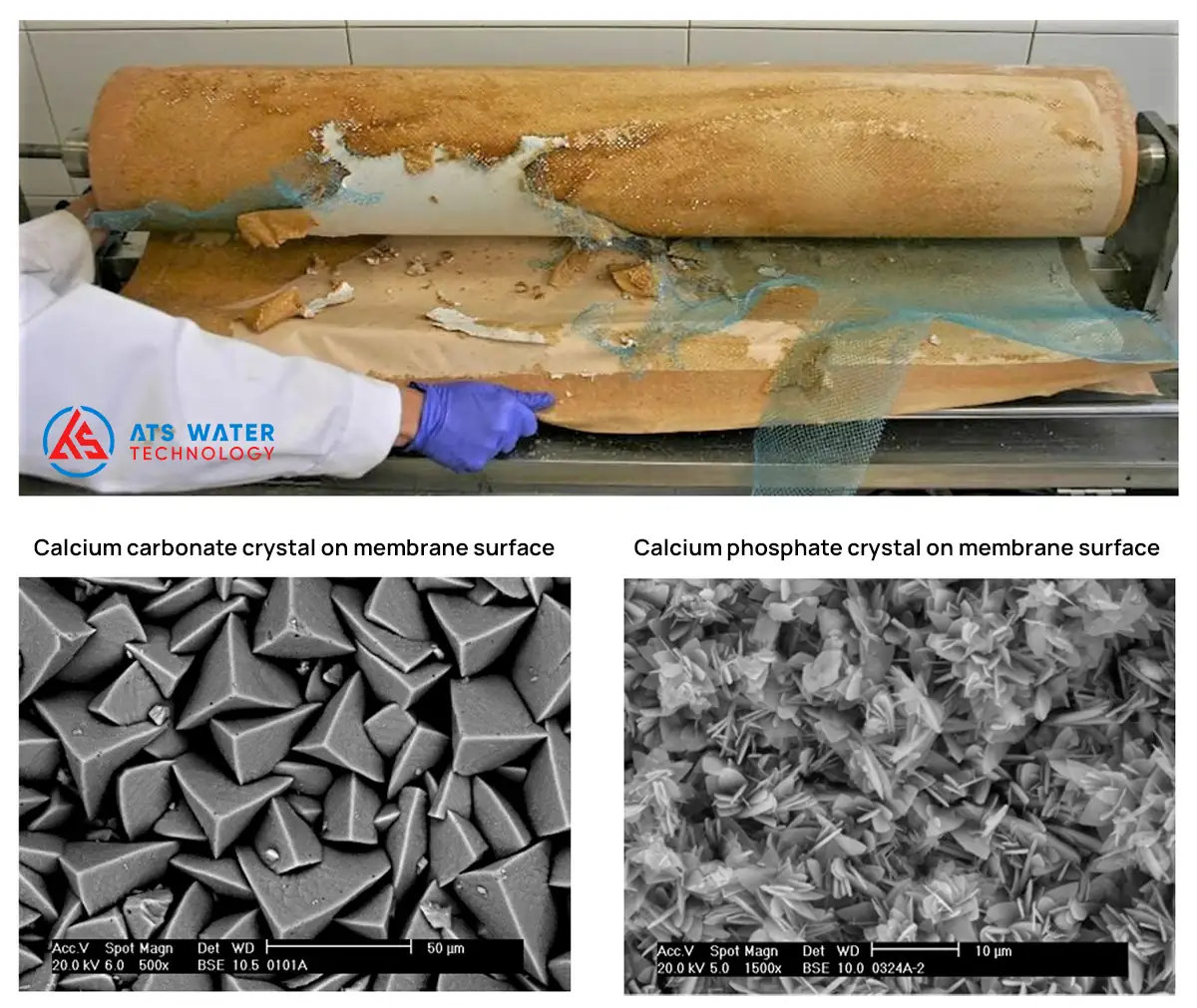 calcium carbonate and calcium phosphate scaling on membrane surface