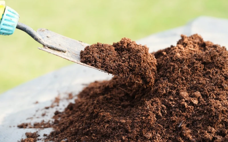Than bùn (peat moss) là vật liệu lọc hạ ph nước